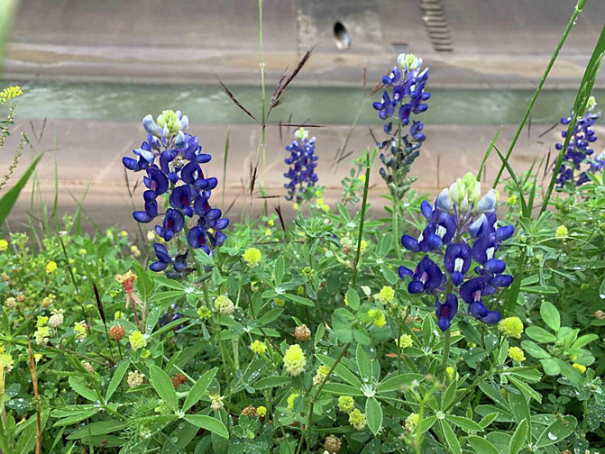 You can find spring wildflowers across along the White Oak bayou trails just south of 11th street and along TC Jester
