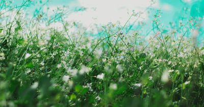 Spring flowers