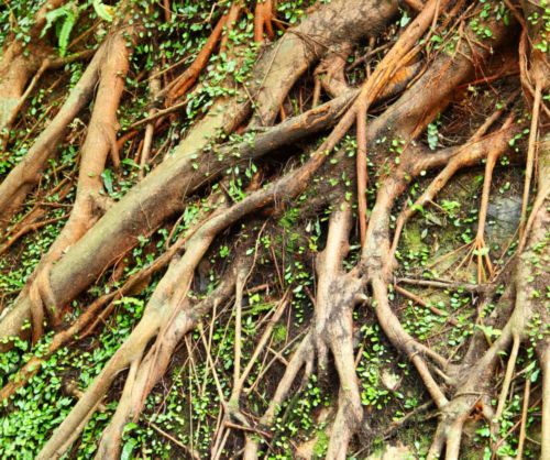 Unsuspecting tree roots causing damage to plumbing pipes