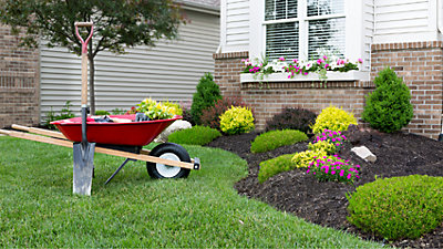 Red wheelbarrow with shovel in well manicured yard