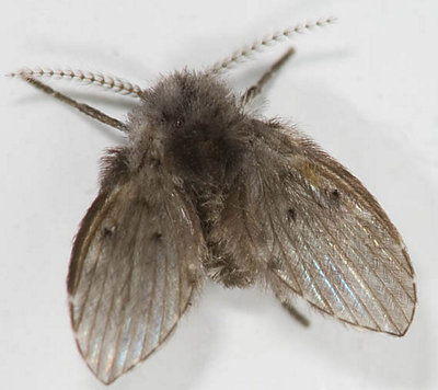 Tiny moth up close