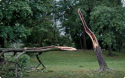 Wind Damage