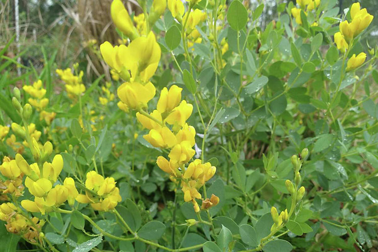 These yellow wild indigo (Baptisia sphaerocarpa) flowers are among the spring flowers blooming near the Eastern Glades of Memorial Park.
