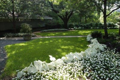 Your lawn needs an upgrade