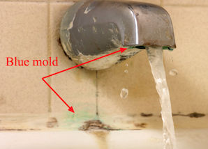 Penicillium on bath faucet