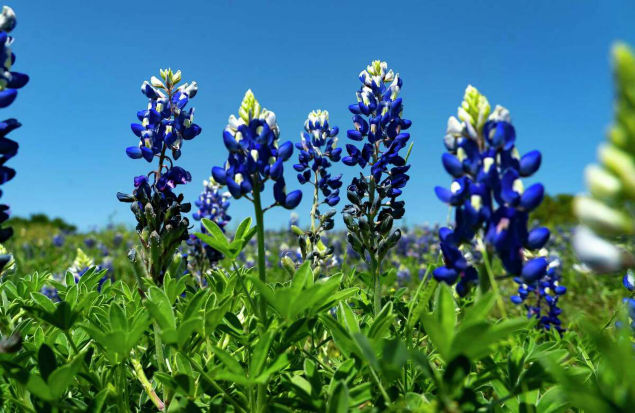 Bluebonnets grown on slope