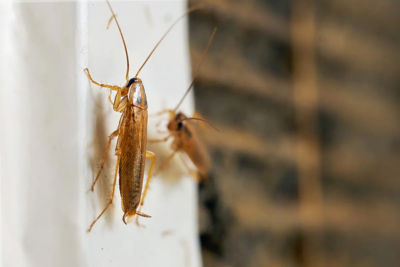 Two massive cockroaches in an air duct. Gross!