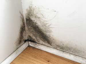 Mold in corner of room