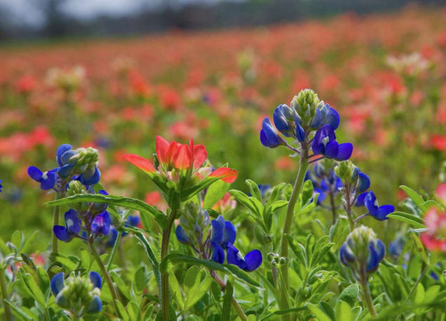 Paintbrushes and bluebonnets in Washington County. John Everett photo