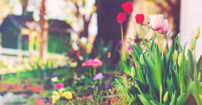 View of flowers in the spring season